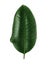 Ficus elastica leaf.