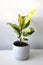 Ficus elastica moonshine (rubber tree) houseplant with variegated leaves