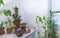 Ficus Elastica and Other Indoor Tropical Plants: A Guide to Adding Beauty and Serenity to Your Home concept