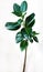 Ficus elastica plant leafs with isolated white background