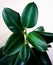 Ficus elastica plant leafs with isolated white background