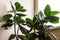 ficus elastica robusta plant near living room window. Home office potted plants concept. Close up.