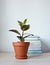 Ficus elastica tineke house plant in terracotta pot and stack of books on wooden desk