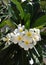 Ficus flower closeup