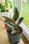 Ficus flower with large leaves in a pot on the windowsill