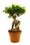 Ficus Ginseng