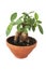 Ficus ginseng