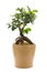 Ficus ginseng