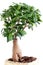 Ficus Ginseng