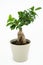 Ficus ginseng bonsai