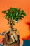 Ficus ginseng bonsai exotic decorative houseplant, big root traditional Japan nature art, shining pot gardening detail, love
