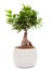 Ficus Ginseng - Bonsai tree