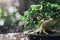 Ficus ginseng bonsai with water drops