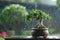 Ficus ginseng bonsai with water drops