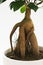 Ficus ginseng tree with root