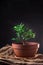 Ficus with green leaves in a clay pot stands on a woven bag on a black background