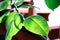 A ficus. Green leaves of a tropical flower ficus. Home plants