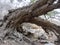 Ficus with growing on a large boulder, in the stony desert of Wadi Hinna. Oman