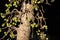 Ficus Hispida Linn or Ficus Tinctoria fruits
