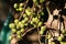 Ficus Hispida Linn or Ficus Tinctoria fruits