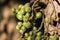 Ficus Hispida Linn or Ficus Tinctoria fruits