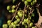 Ficus Hispida Linn or Ficus Tinctoria fruits