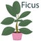 Ficus, houseplant, flower in a pot - vector illustration, element in flat style