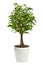 Ficus isolated