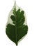 Ficus leaf