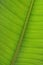 Ficus leaf close-up