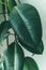 Ficus leaf close up at home. Indoor gardening. Hobby. Green houseplants. Modern room decor, interior.