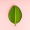 Ficus leaf on pink background