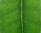 Ficus leaf texture, back light