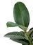 Ficus Leaves