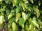 Ficus leaves