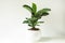 Ficus lirata bambino in a pot on a white background. Growing potted house plants, green home decor, care and cultivation