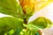 Ficus lirata in scandy interior and copy space. Texture ficus leaves closeup.