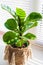 Ficus lirata in scandy interior and copy space. Texture ficus leaves closeup.