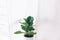 Ficus lyrata. Beautiful fiddle-leaf, fig tree plant with big green leaves in white pot. Stylish modern floral home decor in