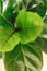 Ficus Lyrata. Beautiful fiddle leaf tree, fresh new green leaves growing from fig tree on white background. Top view. Houseplant.