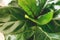 Ficus Lyrata. Beautiful fiddle leaf tree, fresh new green leaves growing from fig tree on white background. Top view. Houseplant.