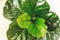 Ficus Lyrata. Beautiful fiddle leaf tree, fresh new green leaves growing from fig tree on white background. Top view. Houseplant.