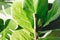 Ficus Lyrata. Beautiful fiddle leaf tree leaves on white background. Fresh new green leaves growing from fig tree, close up.