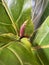 Ficus lyrata close-up. Fiddle leaf tree leaves. Fresh new green gem growing from fig tree. Houseplant