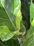 Ficus lyrata close-up. Fiddle leaf tree leaves. Fresh new green gem growing from fig tree. Houseplant, green background, biophilia