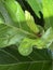 Ficus lyrata close-up. Fiddle leaf tree leaves. Fresh new green gem growing from fig tree. Houseplant, green background, biophilia