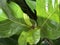 Ficus lyrata close-up. Fiddle leaf tree leaves. Fresh new green gem growing from fig tree. Houseplant, green background, biophilia