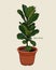 Ficus lyrata, commonly known as the fiddle-leaf fig, hand draw sketch vector