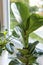 Ficus lyrate with green leaves. Fiddle leaf fig plant at home. Home plants, indoor garden, urban jungles. Home plant in the window