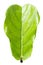 Ficus lyrate leaf isolated